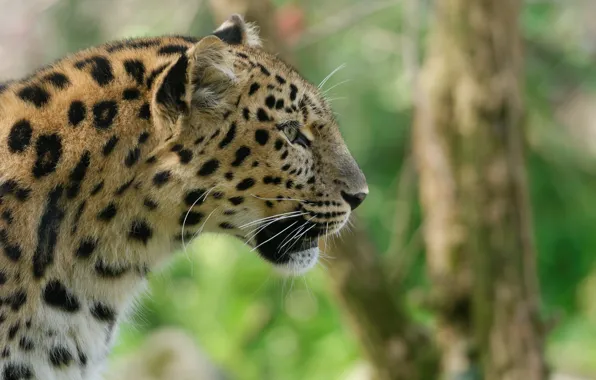 Картинка морда, хищник, профиль, дикая кошка, амурский леопард