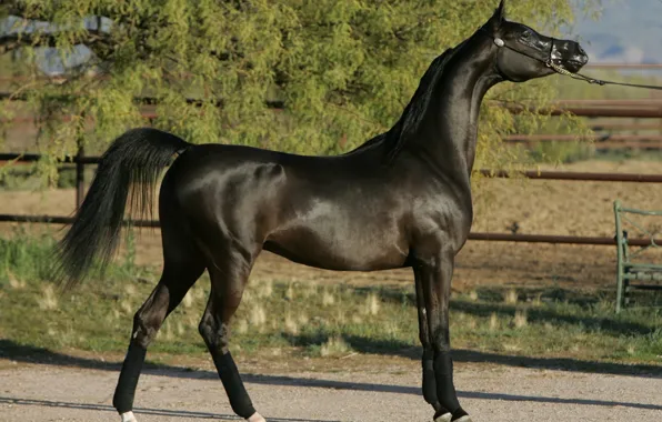 Картинка конь, жеребец, Арабская лошадь