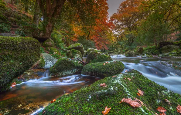 Картинка осень, деревья, река, камни, Англия, мох, Devon, England, Девон, Dartmoor National Park, Национальный парк Дартмур