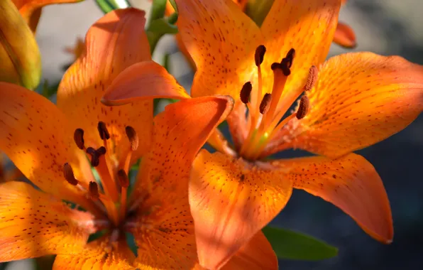 Картинка макро, цветы, оранжевые, Лилии