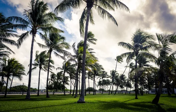 Картинка небо, трава, парк, пальма, пальмы, облако, арт, grass, beach, сша, sky, cloud, art, park, usa, …
