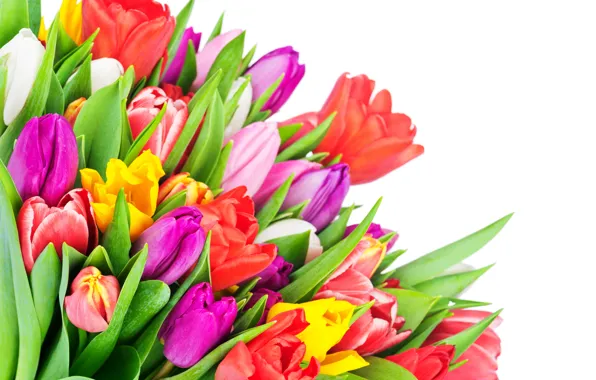 Картинка colorful, тюльпаны, flowers, tulips