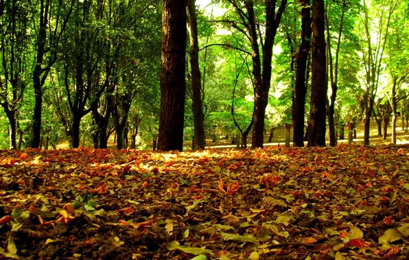 Картинка wood, autumn, leaf