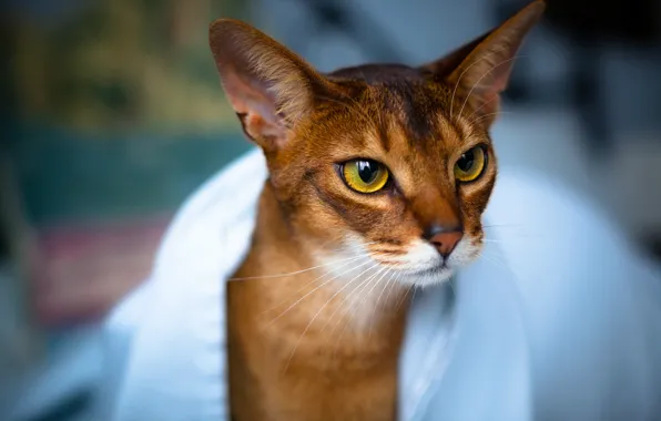 Картинка кошка, глаза, взгляд, полотенце, Кот, мордочка, уши