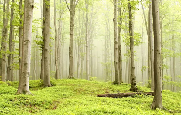 Картинка лес, природа, туман, утро, forest, bright, foggy