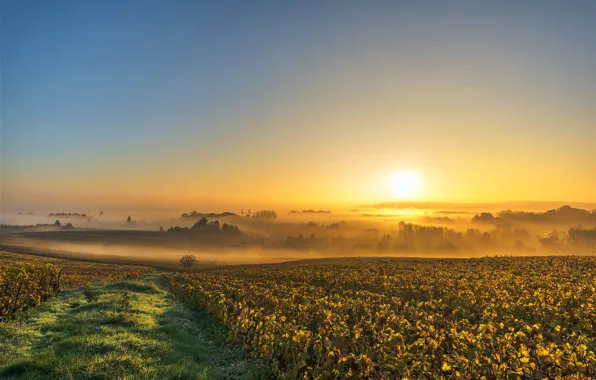 Картинка поле, утро, виноградник