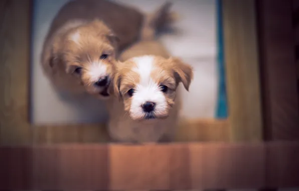 Картинка puppy, dog, bokeh, cute, bichon