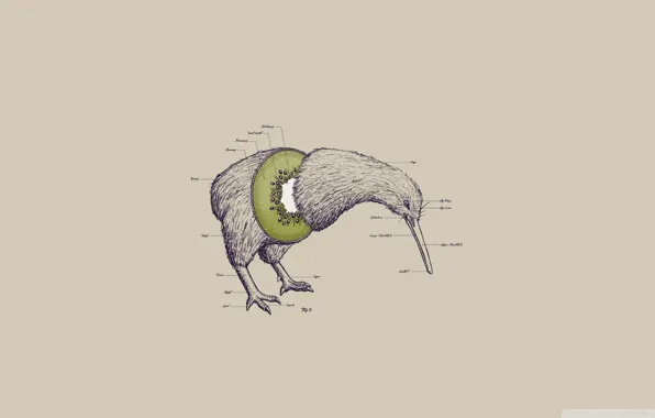Картинка птица, голова, лапы, клюв, киви, kiwi, нет крыльев