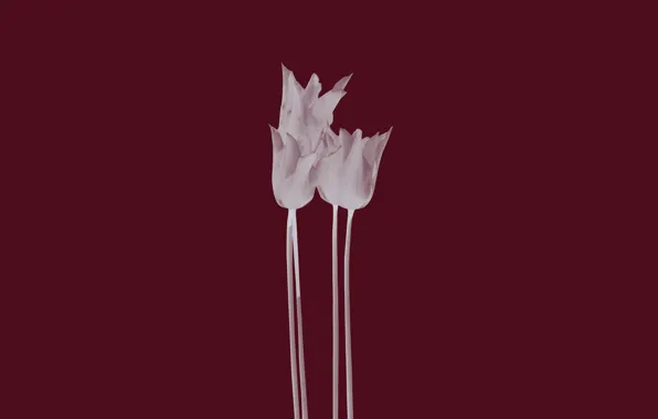 Картинка цветы, тюльпан, минимализм, тюльпаны, цветки