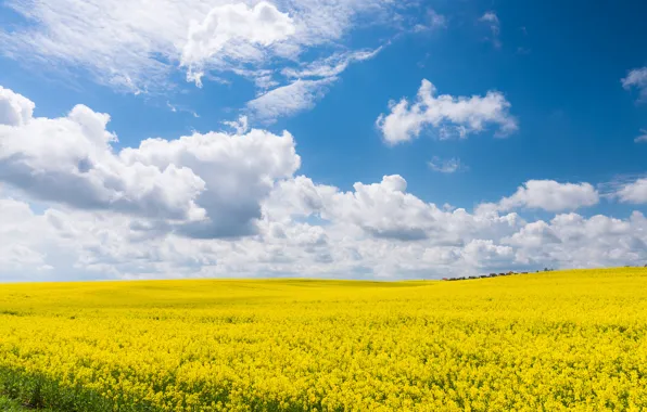 Картинка поле, лето, небо, облака, желтый, голубой, рапс