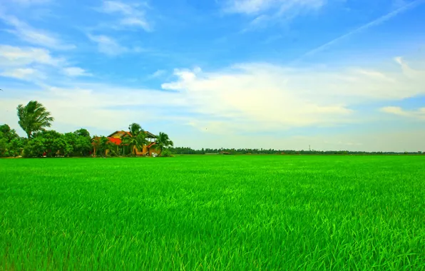 Картинка поле, небо, деревья, дом, Азия, рис