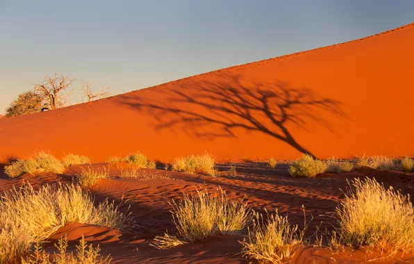 Картинка песок, небо, закат, дерево, куст, тень, бархан, Африка, Намибия, пустыня Намиб
