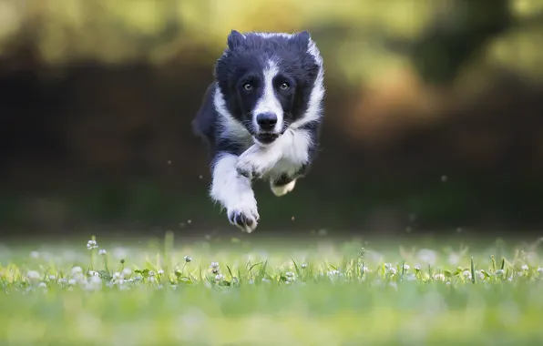 Картинка морда, прыжок, собака, бег, пес, порода, Border Collie