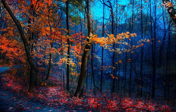 Картинка road, autumn, foliage