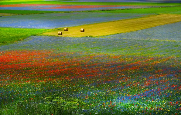 Картинка поле, трава, цветы, холмы, луг, сено