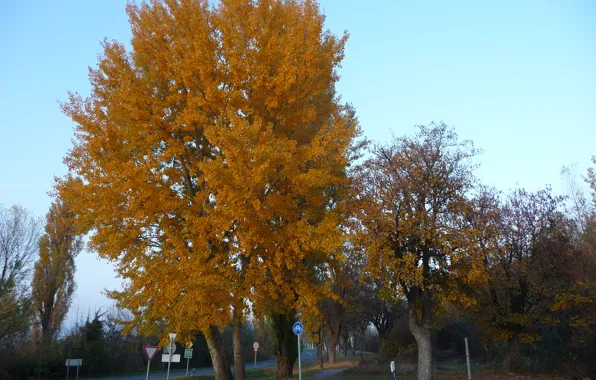 Картинка дорога, осень, деревья, road, trees, Autumn, fall