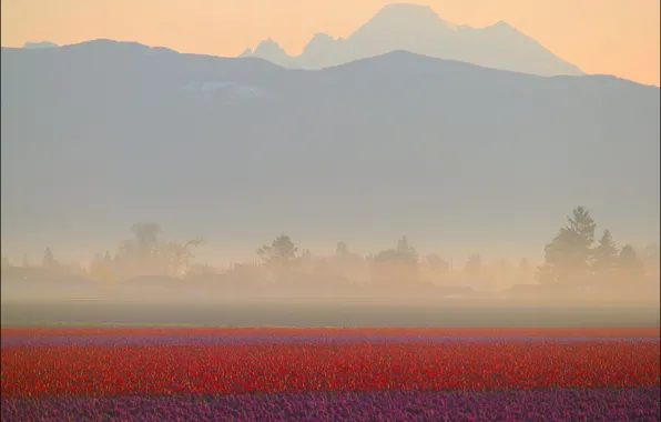 Картинка поле, горы, туман, рассвет, тюльпаны, красные, дымка, сельская местность, пурпурные, плантация, Tulips, Washington State, Don …