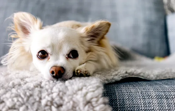 Картинка взгляд, друг, собака, Chihuahua