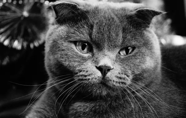 Картинка кошка, кот, серый, вислоухий, скотиш фолд