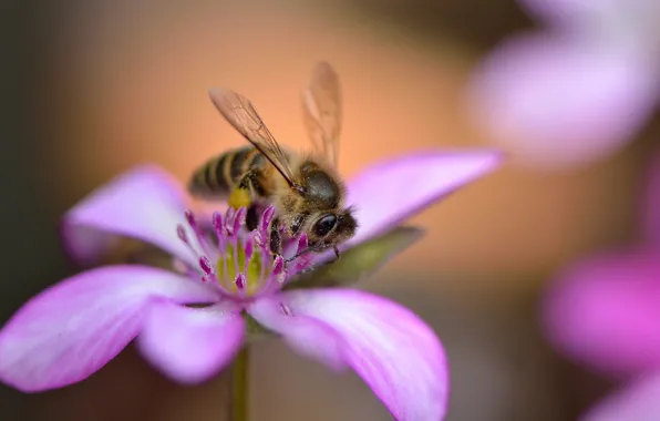 Картинка цветок, пчела, розовый, лепестки, боке