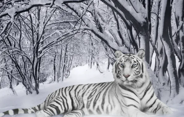 Картинка зима, полоски, тигр, black&white, хамелеон