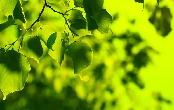 Картинка зелень, лето, листья, свежесть, зеленый, дерево, листок, весна, зеленые, листочки, листочек, листки, широкоформатные обои, листики, …
