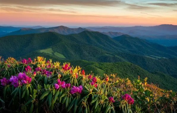 Картинка закат, горы, панорама, North Carolina, Северная Каролина, Аппалачи, Appalachian Mountains, рододендроны, Roan Highlands, Высокогорье Роан