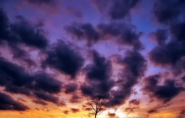 Картинка небо, закат, дерево