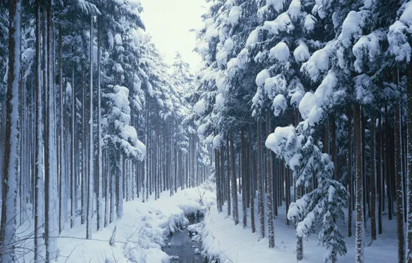 Картинка снег, деревья, хвойные