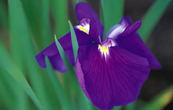 Картинка цветок, фиолетовый, листья, ирис