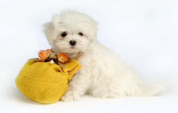Картинка цветы, собака, щенок, мешочек