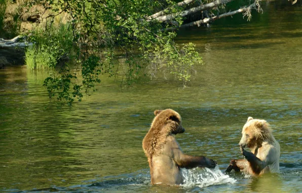 Картинка Аляска, США, водное шоу, река Брукс, два бурых медвежонка, национальный парк Катмаи