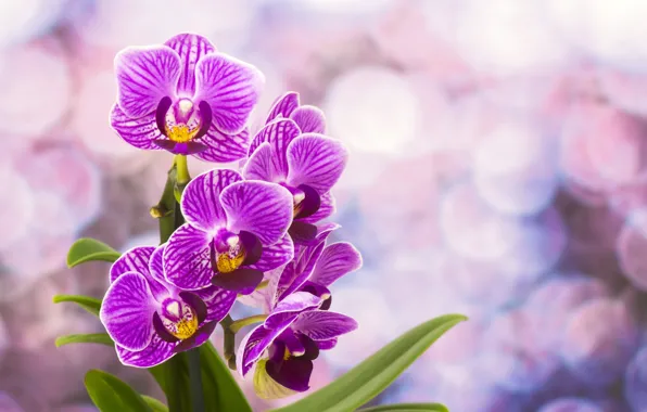 Картинка цветы, орхидеи, цветение