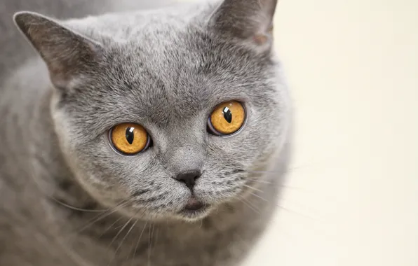 Картинка кошка, глаза, взгляд, фон