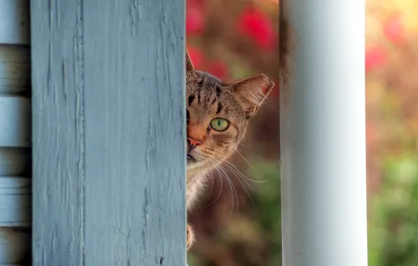Картинка кошка, кот, морда, глаз, фон, забор, выглядывает
