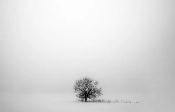 Картинка зима, снег, серый, дерево, winter, snow, tree, gray