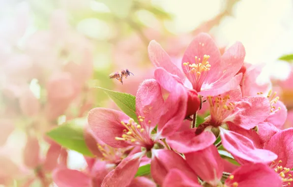 Картинка пчела, весна, сакура, цветение