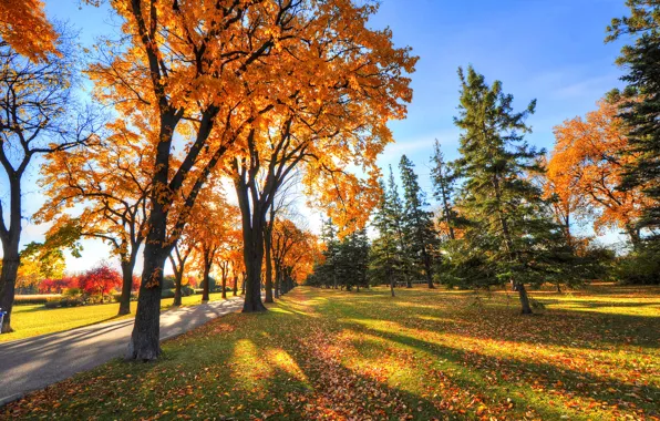Картинка осень, небо, трава, деревья, парк, тень, аллея