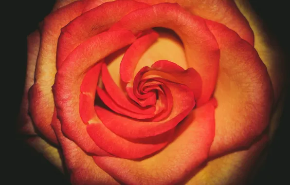 Картинка цветок, роза, rose, flower, blume