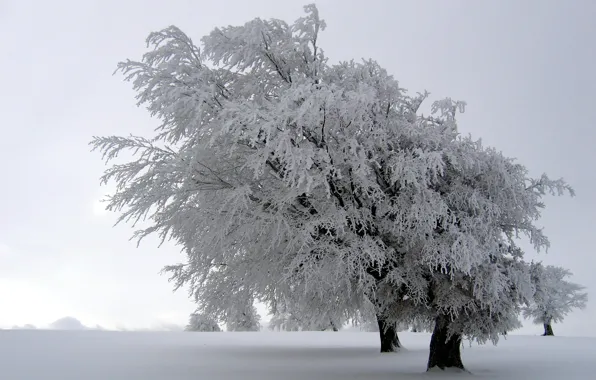 Картинка зима, снег, деревья, природа, пейзажи
