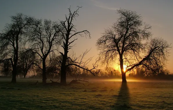 Картинка туман, дерево, утро