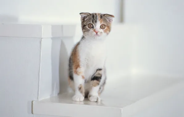 Картинка белый, котенок, лестница