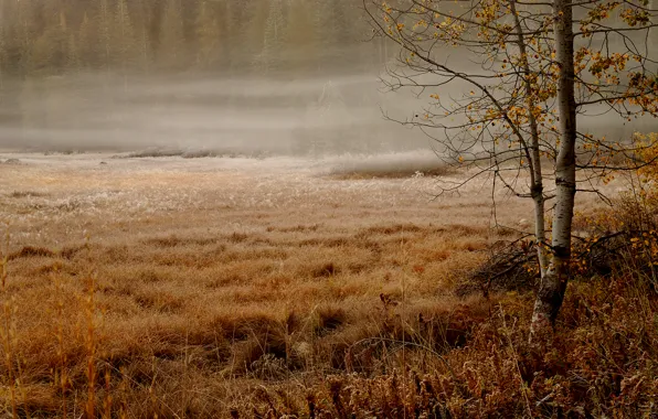 Картинка осень, лес, пасмурно, ели, дымка, травы, болотце, туманное утро, берёзка