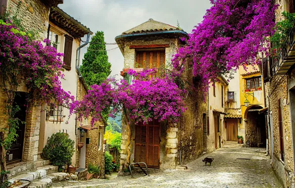 Картинка лето, цветы, город, улица, Франция, .Прованс