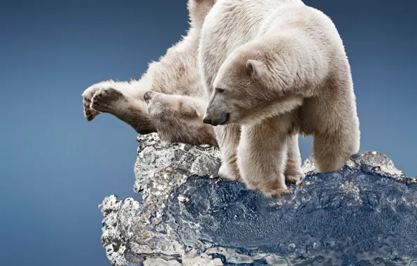 Картинка лёд, льдина, белые медведи
