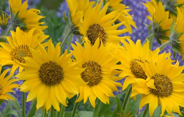 Картинка Flowers, sunflower, yellow flower
