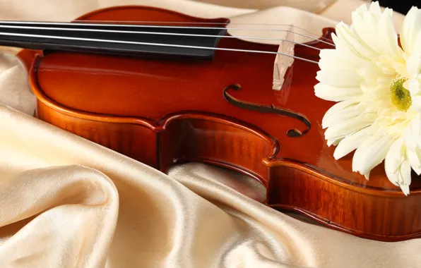Картинка цветок, скрипка, ткань, атлас, белая гербера