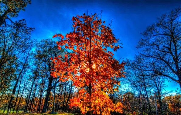 Картинка осень, лес, небо, деревья