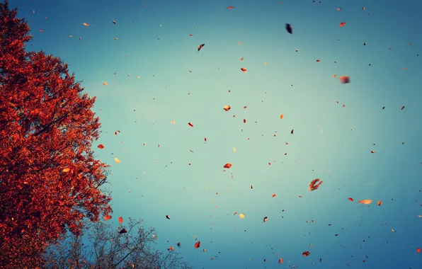 Картинка осень, природа, Листья