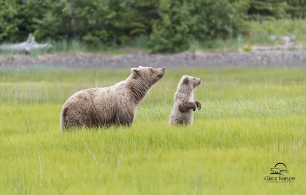 Картинка медведи, Аляска, луг, медвежонок, Alaska, детёныш, медведица, Lake Clark National Park
